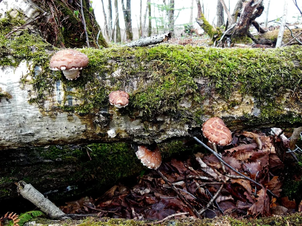 北海道苫小牧市の倒木に生えたシイタケの写真