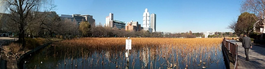 上野の不忍池を撮影した写真