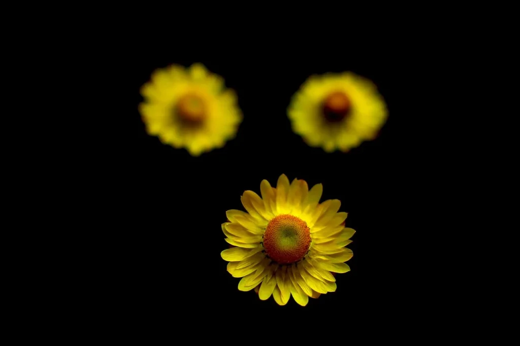ムギワラギクの花