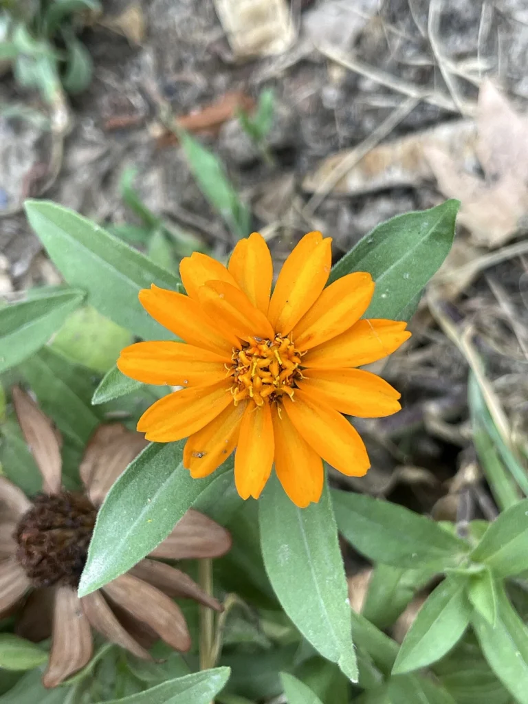 ジニア・リネアリスの花