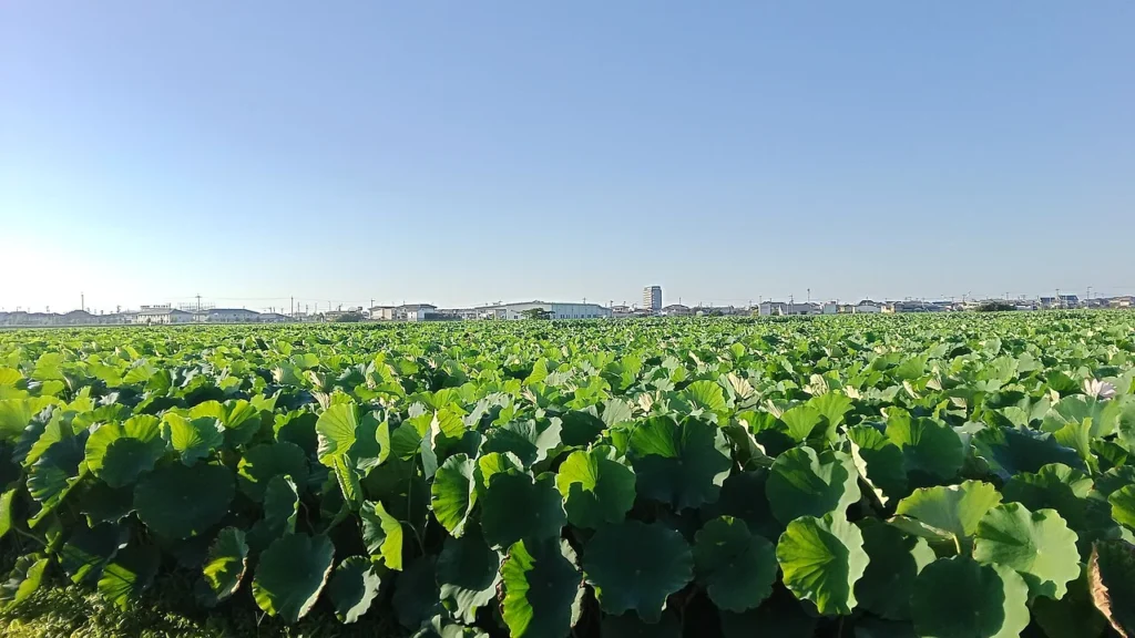 徳島県鳴門市の蓮根畑の写真