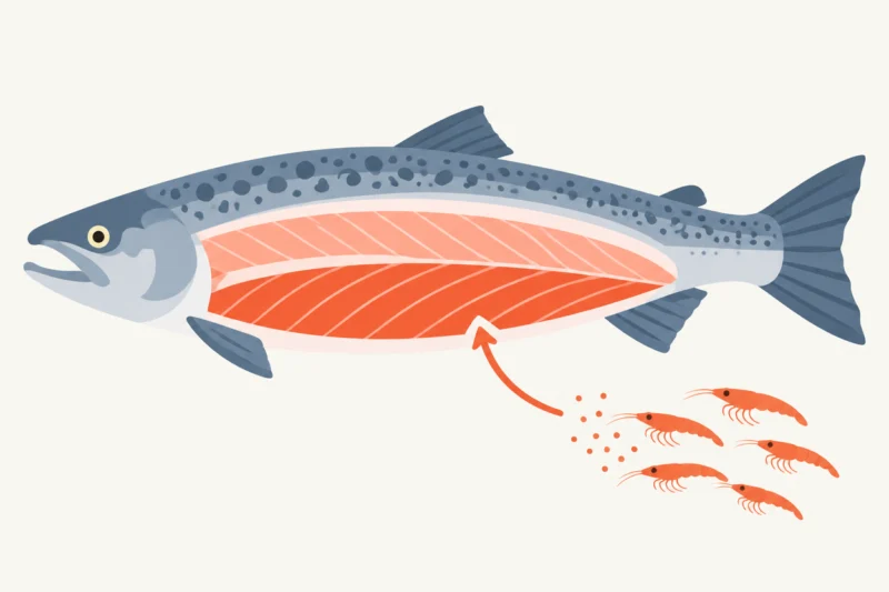 鮭の身と海の生き物
